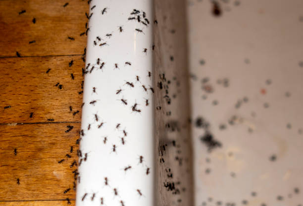 Best Ant Control Services  in Pinewood, FL